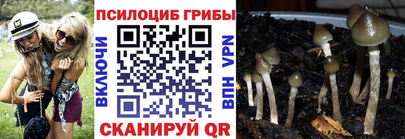 Псилоцибиновые грибы Cubensis  KRAKEN ссылка  Черняховск 