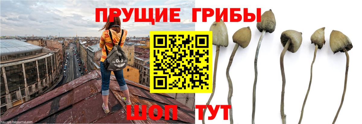Галлюциногенные грибы Cubensis  Вход с VPN  Галлюциногенные грибы ЛСД  закладка  Черняховск 